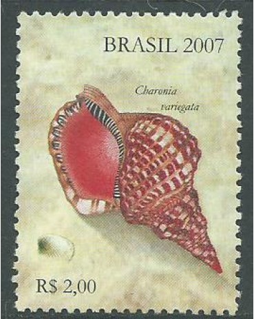 C2692 CONCHAS MARÍTIMAS, DO BLOCO 145 -  2007 - 10.869 Mint